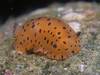 q}_E~EV - Dendrodoris guttata (Odhner,1917)