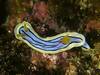 R[}E~EV - Chromodoris colemani Rudman, 1982