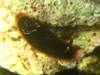 NV^iVE~EV - Dendrodoris fumata (Ruppell & Leuckart, 1831)