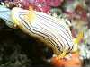 NXWE~EV - Chromodoris burni Rudman, 1982