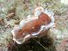 LE~EV - Glossodoris rufomarginata (Bergh, 1890)