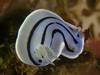 ~]E~EV - Chromodoris willani Rudman, 1982