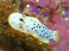 VE~EV - Chromodoris orientalis Rudman, 1983