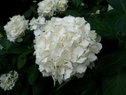 純白が美しい紫陽花(あじさい)