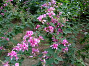 ピンク色の萩の花