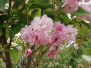 薄ピンクの八重桜