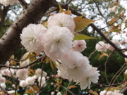 八重桜の一種「普賢象」