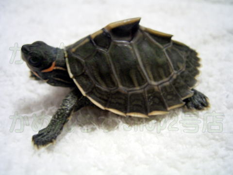 Pangshura silhetensis(Assam roofed turtle)