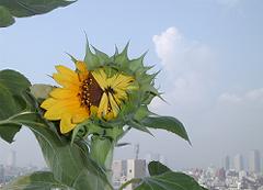 sunflower-bloom.jpg - 7,701Bytes