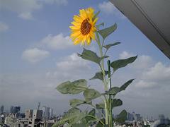 sunflower_diary.jpg - 7,661Bytes