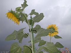 sunflower_0812_240w.jpg - 7,660Bytes